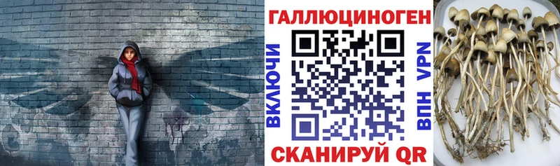 OMG ссылка  Мытищи  Псилоцибиновые грибы Cubensis 